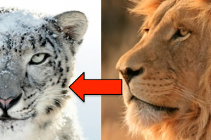 SL to Lion